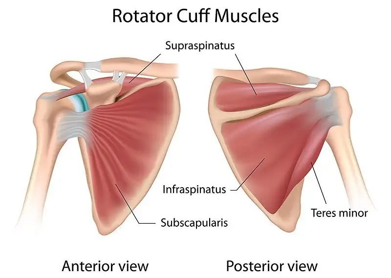 Physical Therapy Versus Surgery for Rotator Cuff Tears